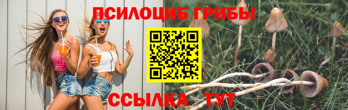 Псилоцибиновые грибы Psilocybe  Псилоцибиновые грибы прущие грибы  Вход с VPN  Тихорецк 